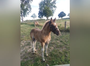 Black Forest Horse, Stallion, Foal (05/2025), Chestnut
