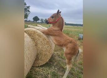 Black Forest Horse, Stallion, Foal (05/2025), Chestnut