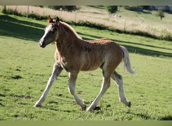 Black Forest Horse, Stallion, Foal (04/2024), Chestnut