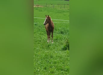 Black Forest Horse, Stallion, Foal (05/2023), Chestnut