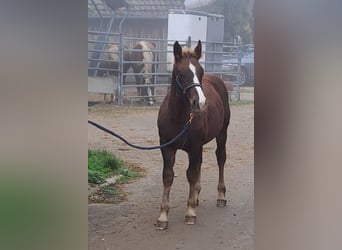 Black Forest Horse, Stallion, Foal (06/2024), Chestnut