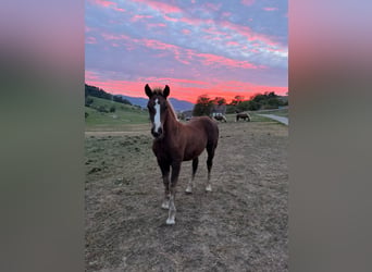 Black Forest Horse, Stallion, Foal (06/2026), Chestnut