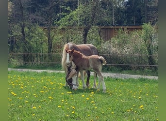 Black Forest Horse, Stallion, Foal (04/2026), Chestnut-Red