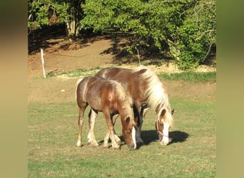 Black Forest Horse, Stallion, Foal (04/2026), Chestnut-Red