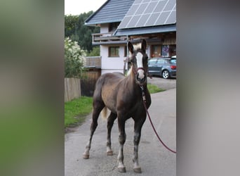 Black Forest Horse, Stallion, Foal (05/2024), Chestnut-Red