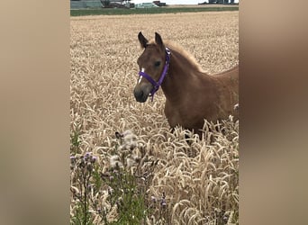 Black Forest Horse, Stallion, , Chestnut-Red