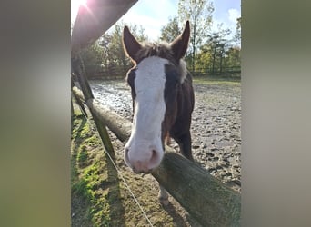 Black Forest Horse, Stallion, Foal (04/2025), Chestnut