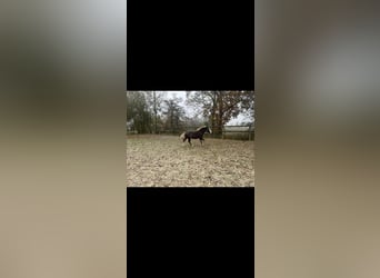 Black Forest Horse, Stallion, Foal (04/2025), Chestnut