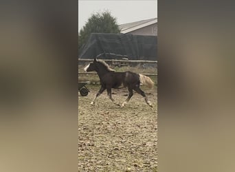 Black Forest Horse, Stallion, Foal (04/2025), Chestnut