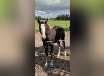 Black Forest Horse, Stallion, Foal (04/2025), Chestnut
