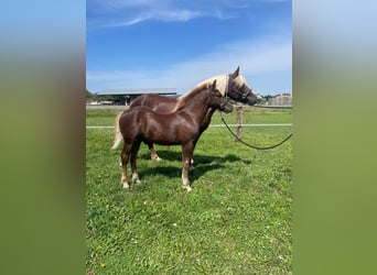 Black Forest Horse, Stallion, Foal (04/2024)