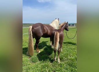 Black Forest Horse, Stallion, Foal (04/2024)