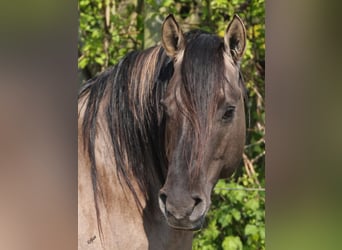 American Quarter Horse, Hengst, 16 Jaar, 154 cm, Grullo