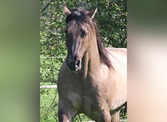 American Quarter Horse, Hengst, 16 Jahre, 154 cm, Grullo
