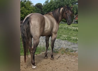 American Quarter Horse, Hengst, 15 Jahre, 154 cm, Grullo