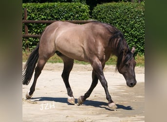 American Quarter Horse, Stallion, 16 years, 15 hh, Grullo