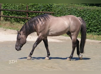 American Quarter Horse, Stallion, 16 years, 15 hh, Grullo