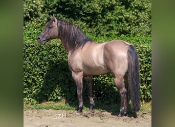 American Quarter Horse, Stallone, 18 Anni, 154 cm, Grullo