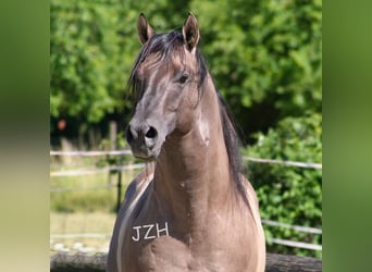 American Quarter Horse, Stallone, 18 Anni, 154 cm, Grullo