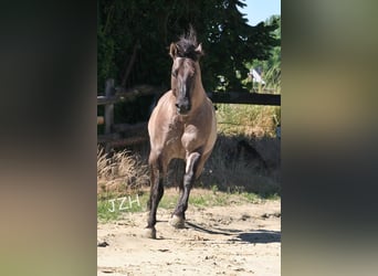 American Quarter Horse, Stallone, 18 Anni, 154 cm, Grullo