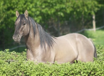 American Quarter Horse, Stallone, 18 Anni, 154 cm, Grullo