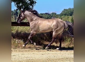 Quarter horse américain, Étalon, 16 Ans, 154 cm, Grullo