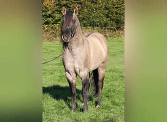 Quarter horse américain, Étalon, 16 Ans, 154 cm, Grullo