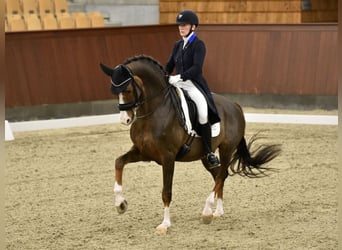 Dänisches Warmblut, Hengst, 18 Jahre, 168 cm, Dunkelfuchs