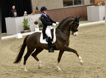 Dänisches Warmblut, Hengst, 18 Jahre, 168 cm, Dunkelfuchs