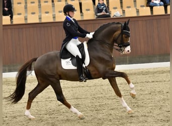 Danish Warmblood, Stallion, 16 years, 16.1 hh, Chestnut