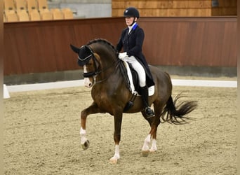 Duński koń gorącokrwisty, Ogier, 16 lat, 168 cm, Ciemnokasztanowata