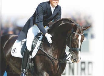 Oldenburg, Stallion, 33 years, 16.2 hh, Chestnut