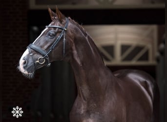 Oldenburg, Stallone, 33 Anni, 171 cm, Sauro scuro