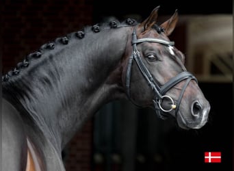 Hannoveraner, Hengst, 14 Jahre, Brauner