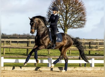Hannoveraner, Hengst, 15 Jahre, Brauner