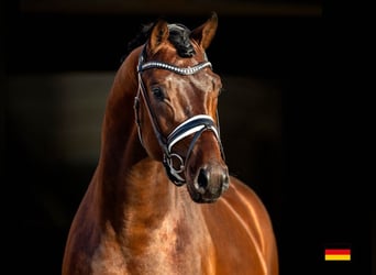 Oldenburg, Stallone, 7 Anni, 168 cm, Baio ciliegia