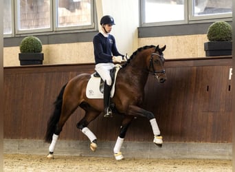 Oldenburger, Hengst, 7 Jahre, 168 cm, Rotbrauner