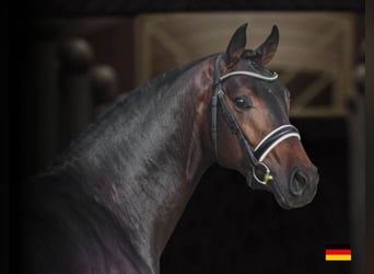 Hannoveraner, Hengst, 7 Jahre, 168 cm, Rotbrauner