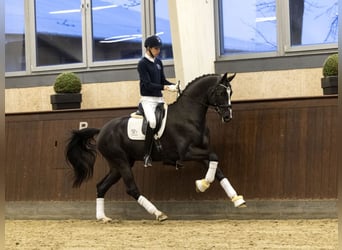 Hannoveraner, Hengst, 7 Jahre, 174 cm, Rappe