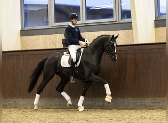 Hannoveraner, Hengst, 7 Jahre, 174 cm, Rappe