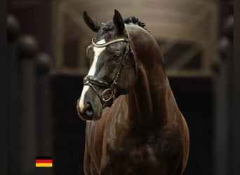 Hanoverian, Stallion, 6 years, 17 hh, Black