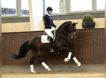 Oldenburg, Stallone, 9 Anni, 169 cm, Baio ciliegia