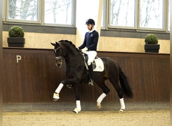 Oldenburg, Stallone, 9 Anni, 169 cm, Baio ciliegia