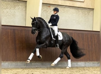 KWPN, Hengst, 10 Jahre, 170 cm, Rappe