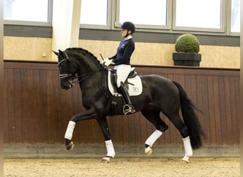 KWPN, Hengst, 10 Jahre, 170 cm, Rappe