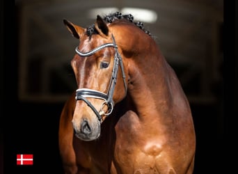 KWPN, Stallion, 9 years, 16.1 hh, Bay