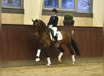 KWPN, Stallone, 9 Anni, 168 cm, Baio ciliegia