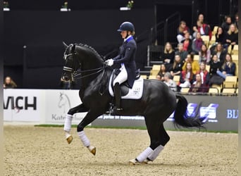 Hannoveraner, Hengst, 14 Jahre, 170 cm, Rappe
