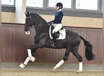 Danish Warmblood, Stallion, 5 years, 16.1 hh, Black