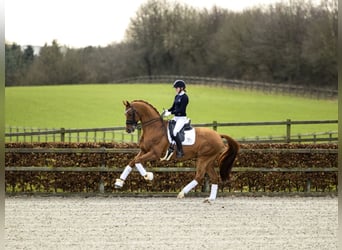 Oldenburg, Stallion, 16 years, 16.3 hh, Chestnut